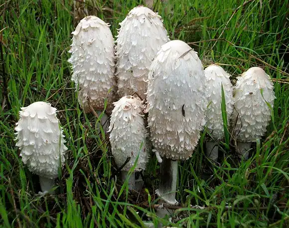 Organic Coprinus Comatus Powder in Nutraceutical Applications